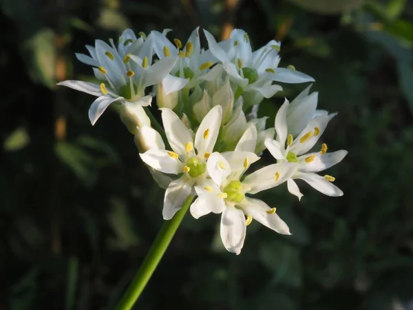 Inflorescence Oignon Soleil Été — Photo