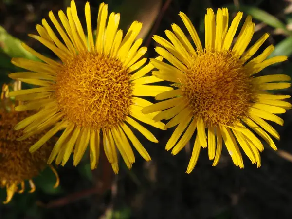 Inulablüte Auf Einer Sommerwiese — Stockfoto