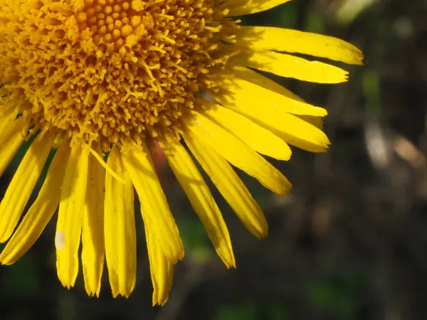 Inulablüte Auf Einer Sommerwiese — Stockfoto