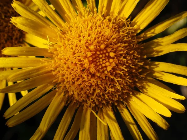 Inulablüte Auf Einer Sommerwiese — Stockfoto