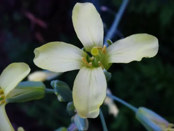 Цветок Руколлы Летнем Саду — стоковое фото