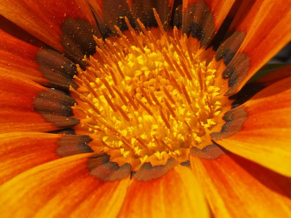 Яркий Цветок Газании Летнем Солнце — стоковое фото