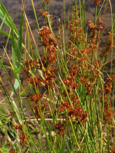 bright sedge flowers on the river bank