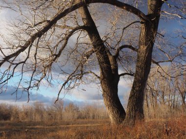 Sonbahar ormanlarında ağır bulutlar uçuşuyor.