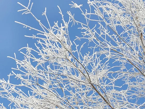 Der Ursprüngliche Hintergrund Den Die Natur Schafft Ist Frost — Stockfoto