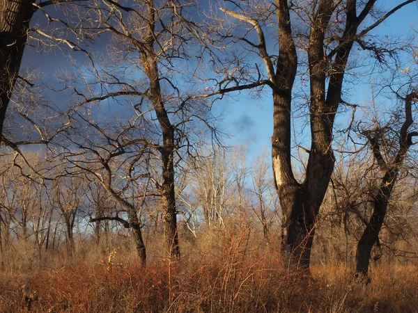 Sonbahar ormanlarında ağır bulutlar uçuşuyor.