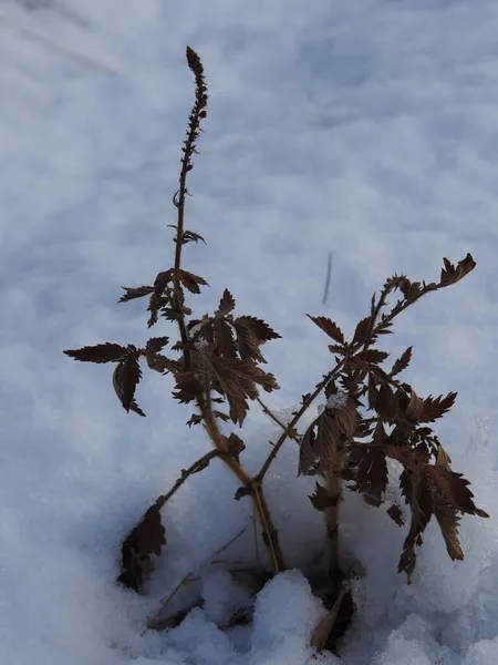 Der Erste Schnee Bedeckte Die Wiese — Stockfoto