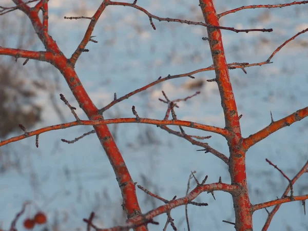 Ветка Боярышника Лучах Заходящего Солнца Заснеженном Лесу — стоковое фото