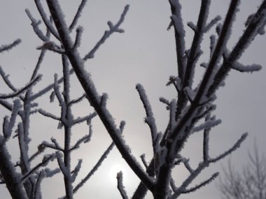 Bir ağaç dalının silueti donla kaplanmış.