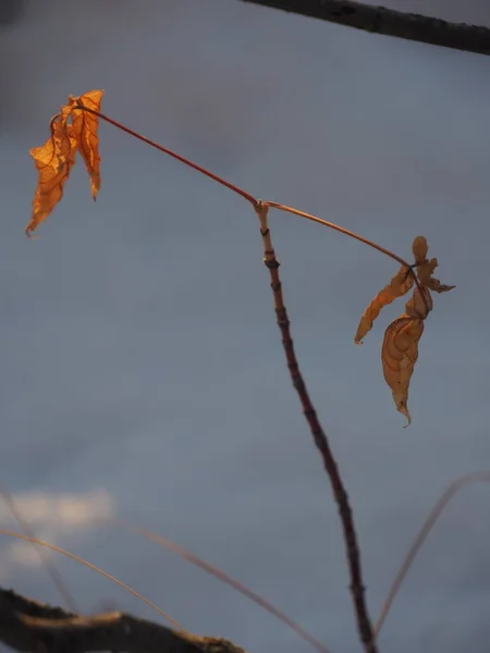 Soleil Matin Illuminant Les Feuilles Sèches Dans Une Forêt Enneigée — Photo