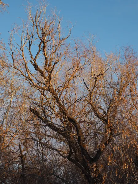 Corone Degli Alberi Illuminate Dal Sole Del Mattino — Foto Stock