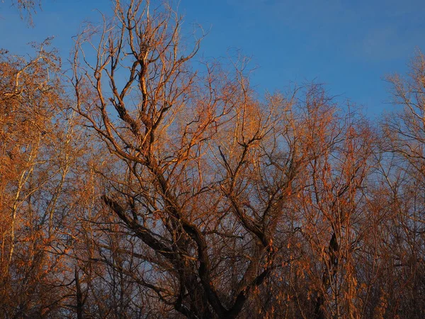 Кроны Деревьев Освещаемые Утренним Солнцем — стоковое фото