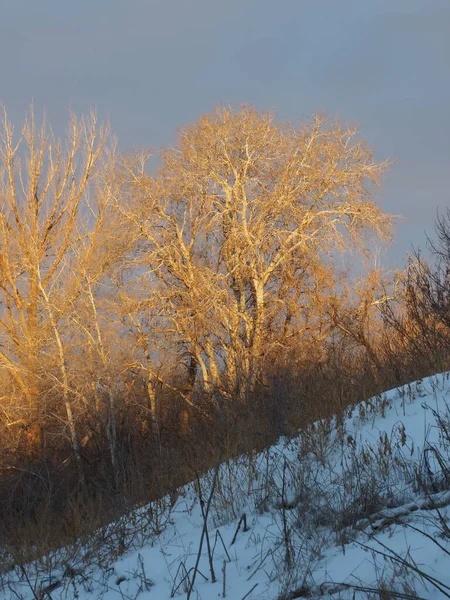 Les Cimes Des Arbres Illuminés Par Soleil Matin — Photo