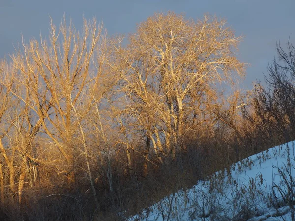 Les Cimes Des Arbres Illuminés Par Soleil Matin — Photo