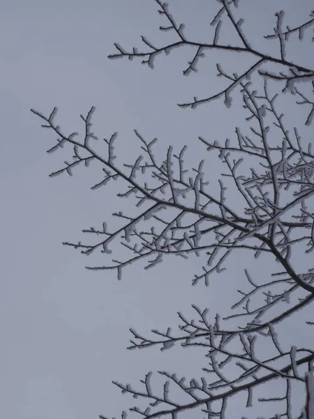 Silueta Una Rama Árbol Cubierta Escarcha —  Fotos de Stock