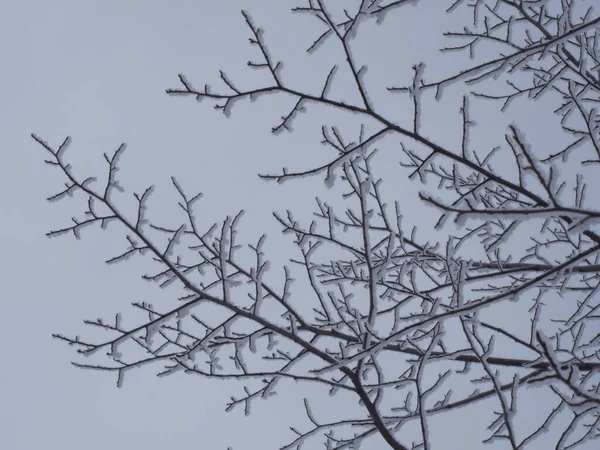 Silueta Una Rama Árbol Cubierta Escarcha — Foto de Stock