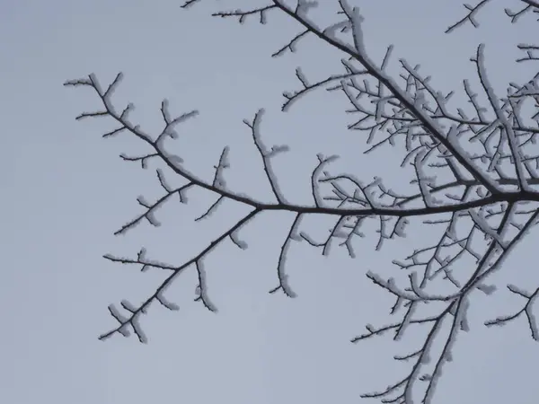Силует Гілки Дерева Покритий Морозом — стокове фото