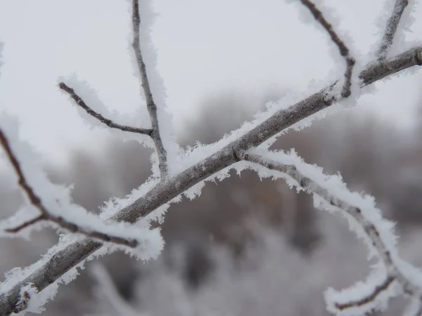 Silhouette Eines Mit Frost Bedeckten Astes — Stockfoto