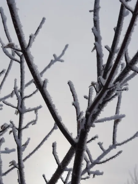 Silhouette Eines Mit Frost Bedeckten Astes — Stockfoto