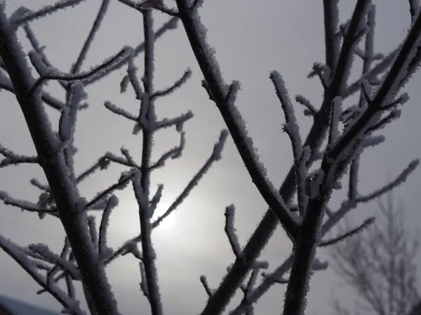 Silhouette Eines Mit Frost Bedeckten Astes — Stockfoto