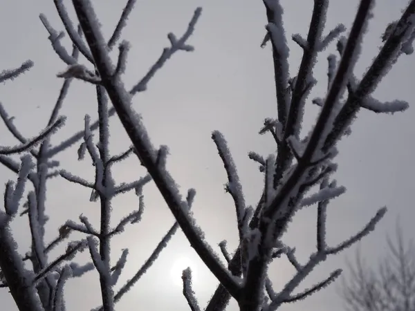 Silhouette Eines Mit Frost Bedeckten Astes — Stockfoto