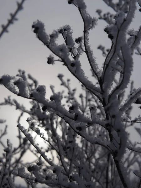 Silhouette Eines Mit Frost Bedeckten Astes — Stockfoto