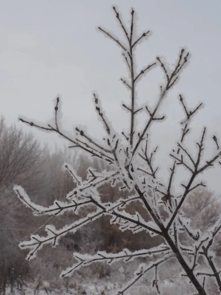 Silhouette Tree Branch Covered Frost — Stock Photo, Image