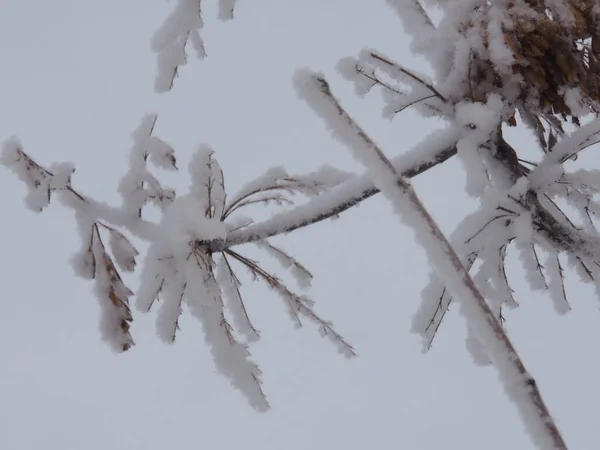 Ash Branches Covered Snow — Stock Photo, Image