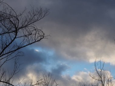 Beyaz bulutlara karşı ağaç dallarının siluetleri