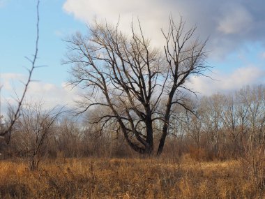 Ormanda süzülen bulutlar