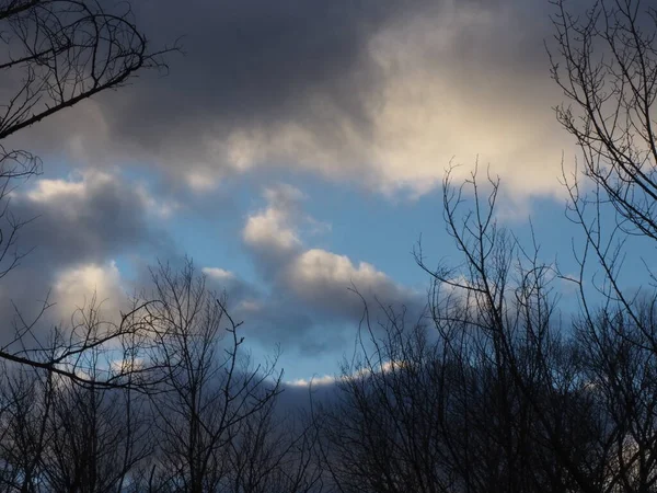 Siluetas Ramas Árboles Contra Nubes Blancas — Foto de Stock