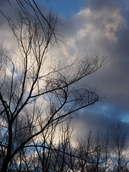 Силуэты Ветвей Деревьев Против Белых Облаков — стоковое фото
