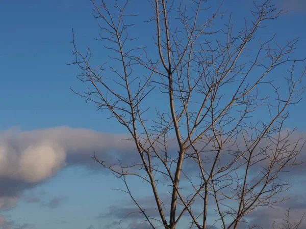 Beyaz Bulutlara Karşı Ağaç Dallarının Siluetleri — Stok fotoğraf