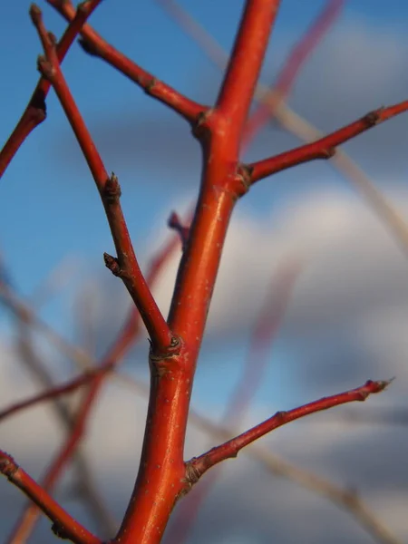 Grenarna Ett Vilt Äppelträd Som Skiner Solnedgången — Stockfoto