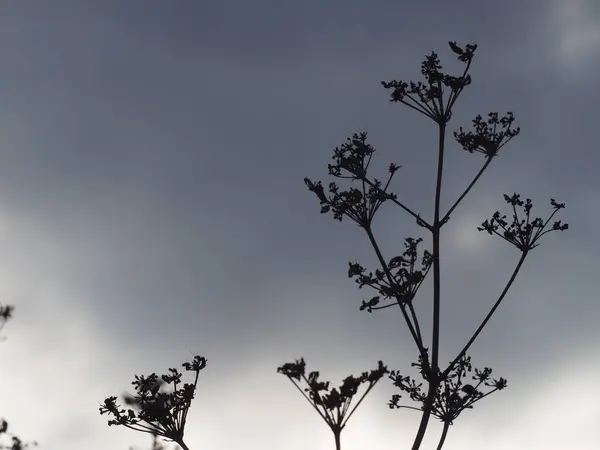 灰色の雲に対する植物のシルエットは — ストック写真