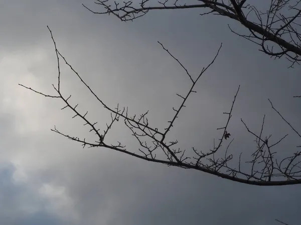 Silhouetten Von Ästen Vor Weißen Wolken — Stockfoto