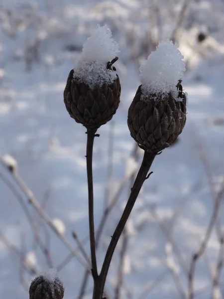 Pflanzen Auf Einer Schneebedeckten Wiese — Stockfoto