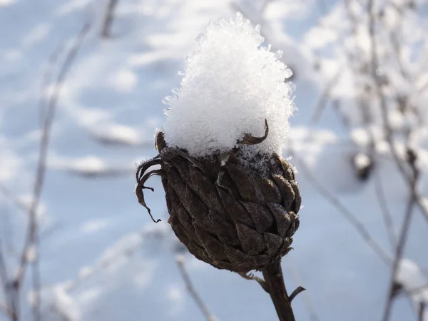 Növények Réten Hóval Borított — Stock Fotó