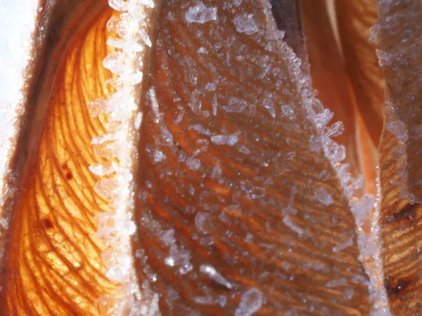 霜で覆われたカエデの種 — ストック写真