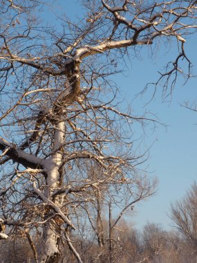 Mavi bir arka planda karla kaplı ağaç dalları