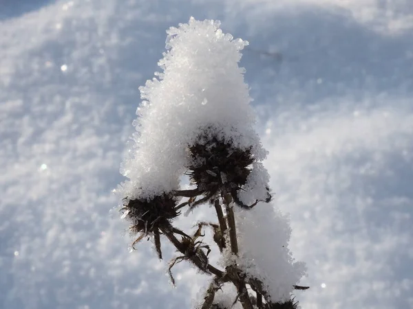 Plantas Prado Cubierto Nieve —  Fotos de Stock