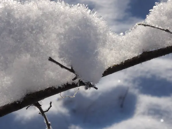Schnee Der Auf Den Ästen Der Bäume Liegt Leuchtet Der — Stockfoto