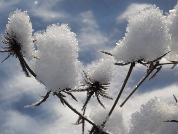 Pflanzen Auf Einer Schneebedeckten Wiese — Stockfoto