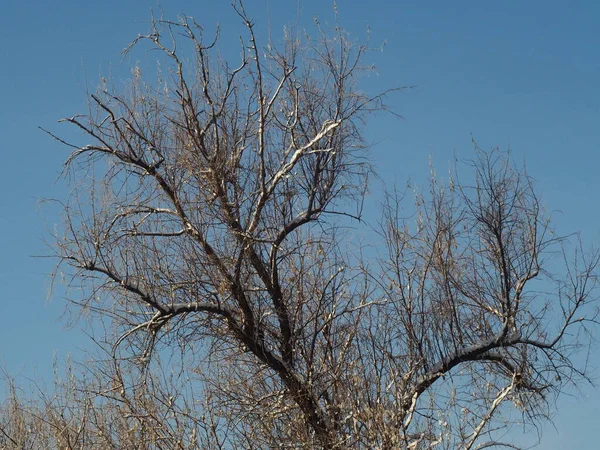 Träd Grenar Täckta Med Snö Mot Blå Himmel Bakgrund — Stockfoto