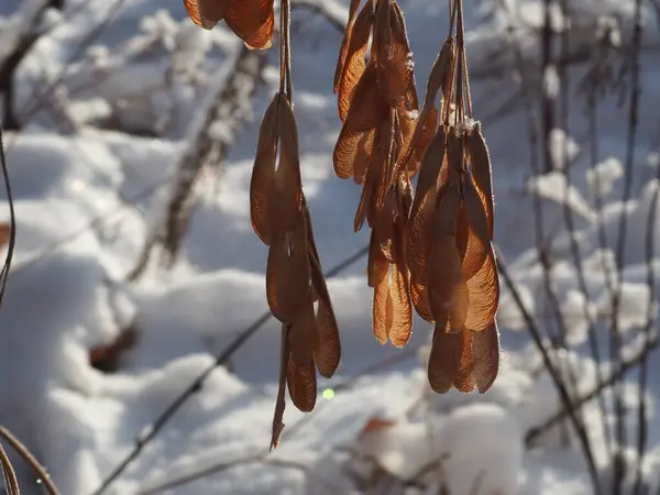 Semillas Arce Bosque Invierno —  Fotos de Stock