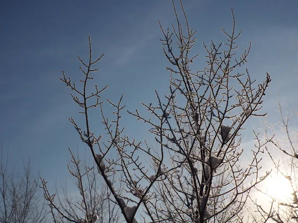 Ramas Árboles Cubiertas Nieve Sobre Fondo Azul Del Cielo — Foto de Stock