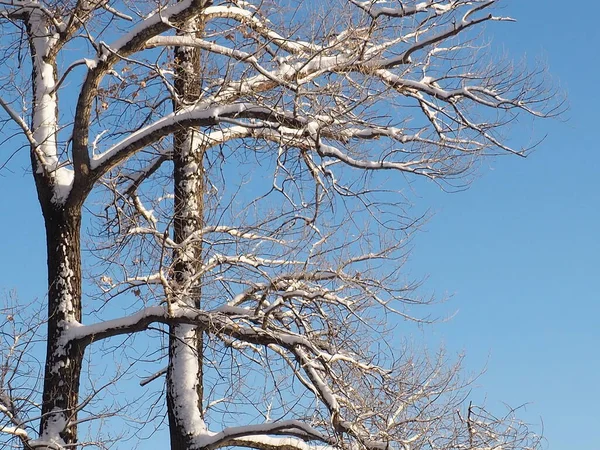 하늘을 배경으로 눈덮인 나뭇가지들 — 스톡 사진