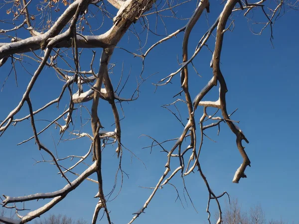 Гілки Дерева Покриті Снігом Фоні Блакитного Неба — стокове фото