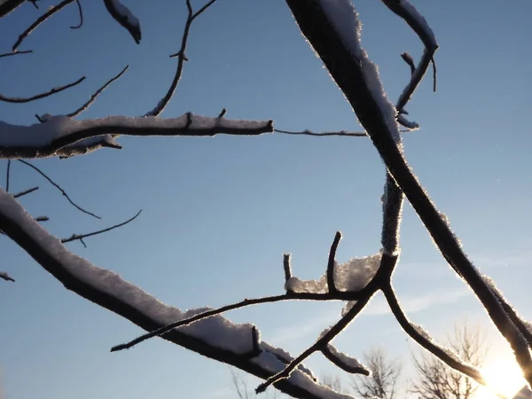 Mit Schnee Bedeckte Äste Vor Blauem Himmel — Stockfoto