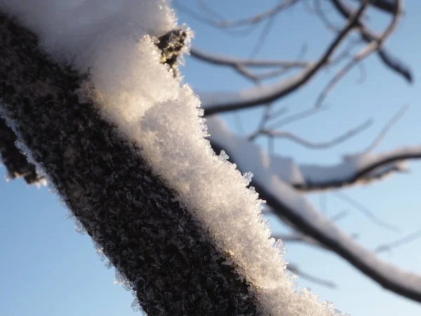 하늘을 배경으로 눈덮인 나뭇가지들 — 스톡 사진